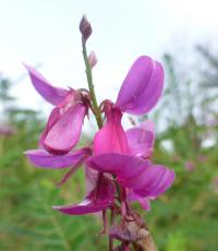 Indigovník Gerardův (Indigofera heterantha)