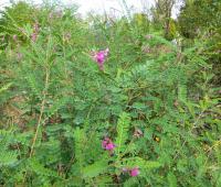 Indigovník Gerardův (Indigofera heterantha)