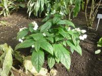 Blahokeř Thomsonové (Clerodendrum thomsoniae)