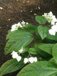 Blahokeř Thomsonové (Clerodendrum thomsoniae)