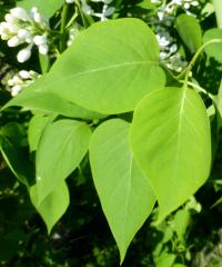 Šeřík vlnatý 'Vestale' (Syringa villosa)