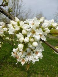 Hrušen písečná (Pyrus pyrifolia)