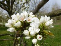 Hrušen písečná (Pyrus pyrifolia)