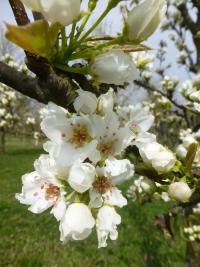 Hrušen písečná (Pyrus pyrifolia)