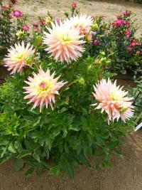 Dahlia  'Clearview Louise'  jiřina rostlina