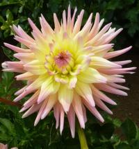 Dahlia    'Clearview Louise'  jiřina květy, květenství
