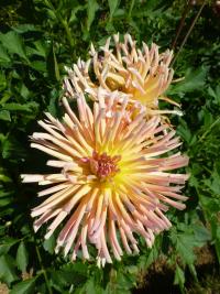 Dahlia     'Luděk Vele'  jiřina květy, květenství