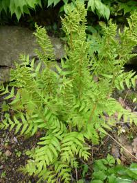 Podezřeň královská (Osmunda regalis) Podezřeň královská (Osmunda regalis)