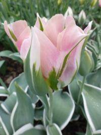 Tulipán 'China Town' - Viridiflora tulipány
