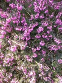 Vřesovec pleťový 'Viechii' (Erica carnea)