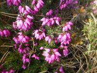 Vřesovec pleťový 'Viechii' (Erica carnea)