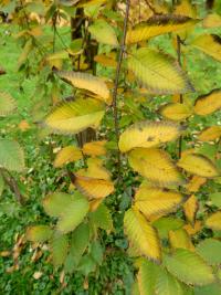 Bříza - větévky s podzimním listem (Betula chichibuensis)