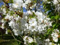 Sakura ozdobná 'Ariake' - v květu (Prunus serrulata)