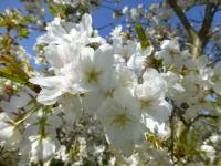Sakura ozdobná 'Ariake' - větévka s květy (Prunus serrulata)