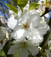 Sakura ozdobná 'Ariake' - větévka s květy (Prunus serrulata)