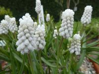 Modřenec Aucherův 'White Beauty' (Muscari aucheri)