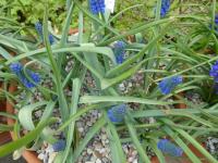 Modřenec arménský 'Cupido' (Muscari armeniacum)