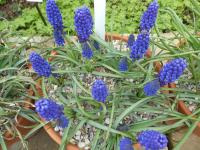 Modřenec arménský 'Marleen' (Muscari armeniacum)