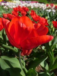 Tulipán 'Escape' - Triumph tulipány (Tulipa)