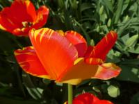 Tulipán 'La Courtine' - Jednoduché pozdní tulipány (Tulipa) Tulipán 'La Courtine' - Jednoduché pozdní tulipány (Tulipa)
