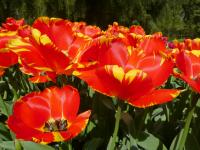 Tulipán 'La Courtine' - Jednoduché pozdní tulipány (Tulipa) Tulipán 'La Courtine' - Jednoduché pozdní tulipány (Tulipa)