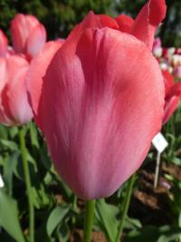 Tulipán 'Gander's Rhapsody' - Triumph tulipány (Tulipa)