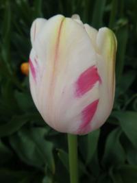 Tulipán 'Sorbet' - Jednoduché pozdní tulipány (Tulipa)