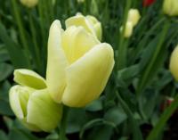 Tulipán 'City of Vancouver' - Jednoduché pozdní tulipány (Tulipa)