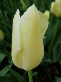 Tulipán 'City of Vancouver' - Jednoduché pozdní tulipány (Tulipa)
