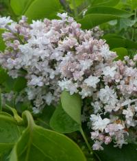 Šeřík obecný 'Comte Horace De Choiseul' (Syringa vulgaris)