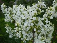 Šeřík obecný 'Cora Brandt' (Syringa vulgaris)