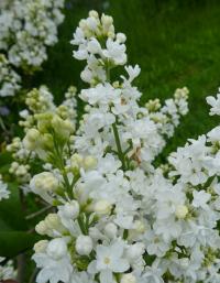 Šeřík obecný 'Cora Brandt' (Syringa vulgaris)