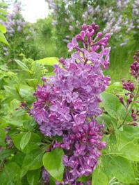 Šeřík obecný 'Decaisne' (Syringa vulgaris)