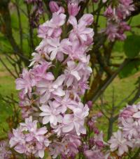 Šeřík obecný 'Edward J Gardner' (Syringa vulgaris)