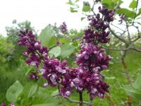 Šeřík obecný 'Etoile de Mai' (Syringa vulgaris)