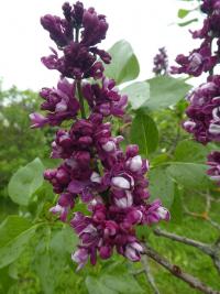 Šeřík obecný 'Etoile de Mai' (Syringa vulgaris)