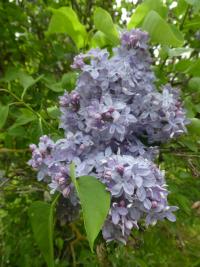 Šeřík obecný 'Firmament' (Syringa vulgaris)