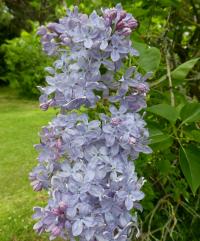 Šeřík obecný 'Firmament' (Syringa vulgaris)