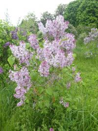 Šeřík obecný 'Fürst Lichtenstein' (Syringa vulgaris)