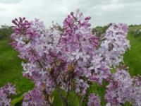 Šeřík obecný 'Fürst Lichtenstein' (Syringa vulgaris)