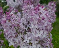 Šeřík obecný 'Fürst Lichtenstein' (Syringa vulgaris)