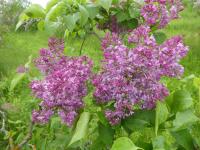Šeřík obecný 'Chmurka' (Syringa vulgaris)