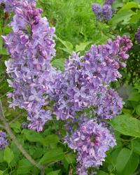 Šeřík obecný 'Imants Ziedonis' (Syringa vulgaris)