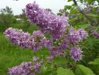 Šeřík obecný 'Jean Bart' (Syringa vulgaris)