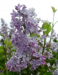 Šeřík obecný 'Jean Macé' (Syringa vulgaris)