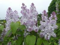 Šeřík obecný 'Macrostachya' (Syringa vulgaris)