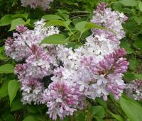 Šeřík obecný 'Madame Francisque Morel' (Syringa vulgaris)