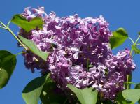Šeřík obecný 'Maréchal Foch' (Syringa vulgaris)