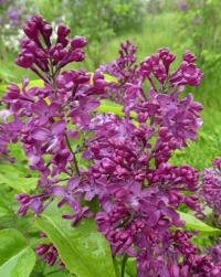 Šeřík obecný 'Monge' (Syringa vulgaris)