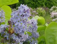Šeřík obecný 'President Lincoln' (Syringa vulgaris)